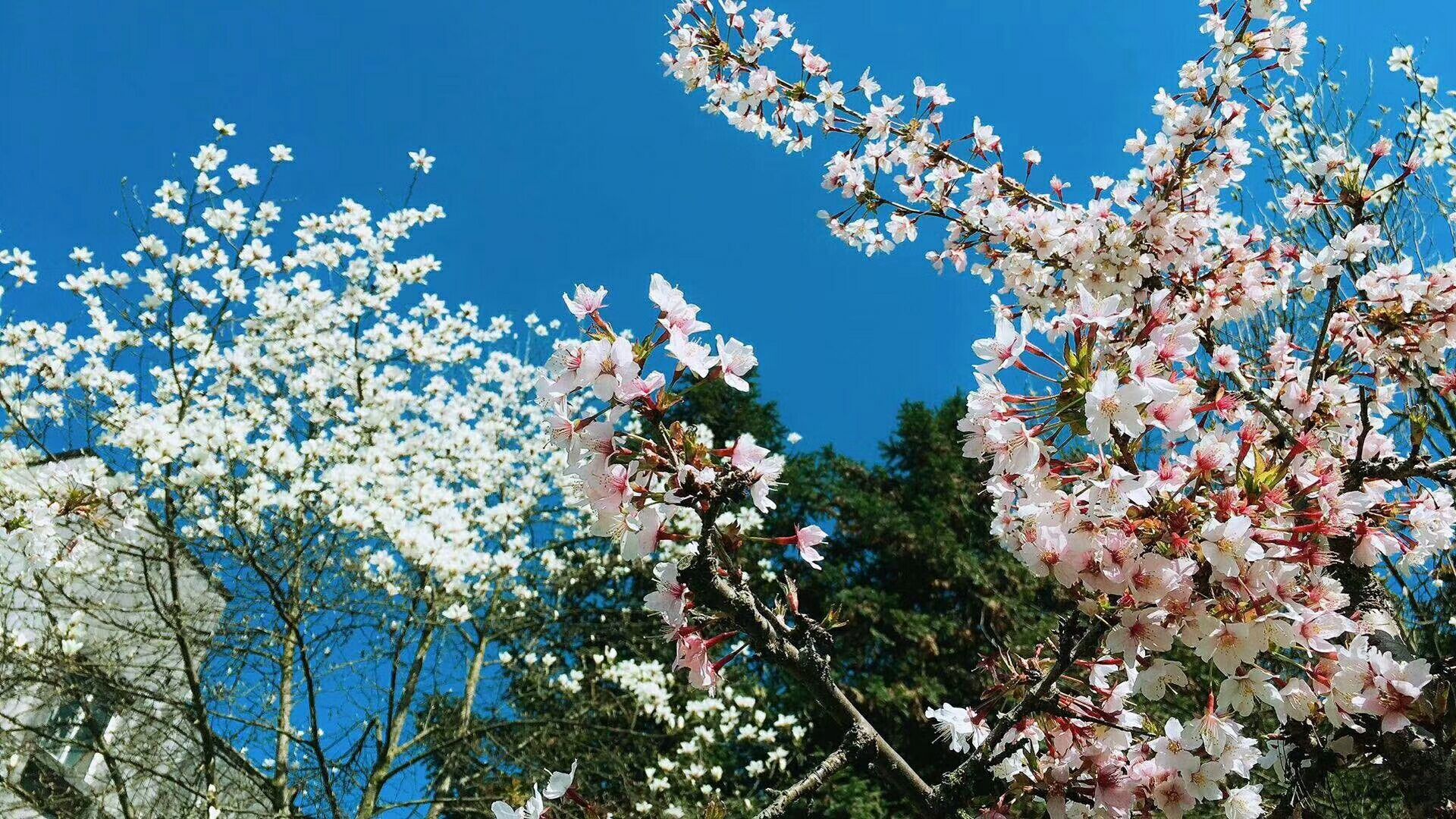 花3.jpg